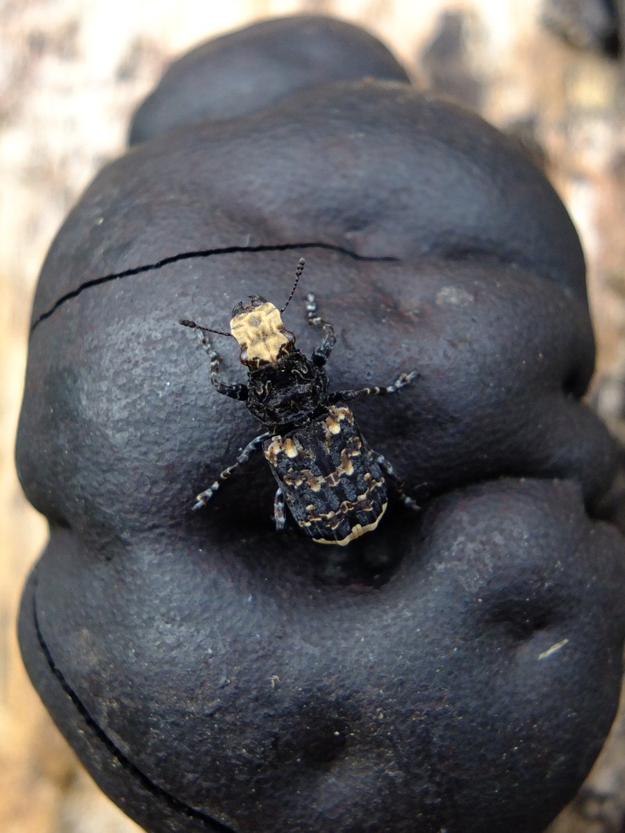 miniwildlife's tweet photo. Great to see the fierce-looking Platyrhinus resinosus so early - known as Cramp-ball Fungus Weevil. 
Photographed on Cramp-ball Fungus, where the larvae develop.
Nationally Scarce but range increasing.
It has amazing camouflage, looking like bird droppings!
@ColSocBI @WythamWoods https://t.co/Glf4l6c9dF