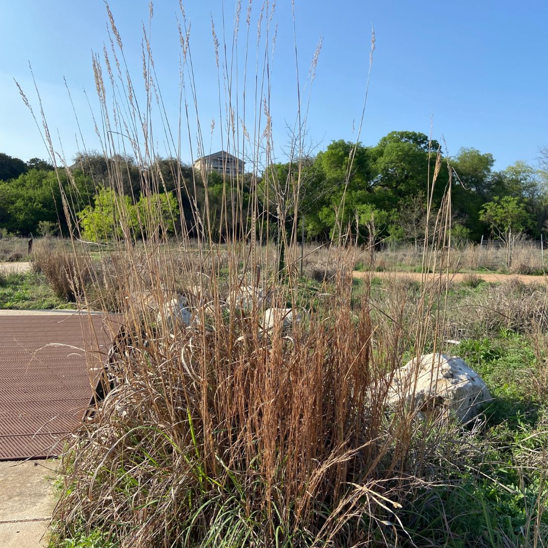 NewsHCA's tweet photo. Looking to get a jump start on your spring landscaping? Consider adding some #nativeTexas grass to the mix! On top of being a gorgeous yard feature, these hardy natives are a fantastic means of reducing erosion and increasing water infiltration on your property. @HeadwatersComal https://t.co/z8tBPZmGdB