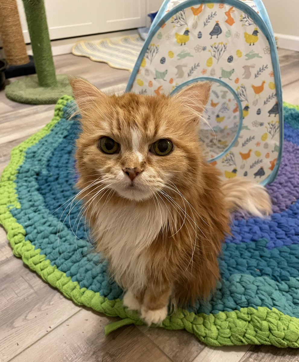 Mom helped Missy over the rainbow bridge today. Goodbye sweet girl. Tell all our furiends over there that we miss them. 🌈❤️🐾🐾❤️🌈