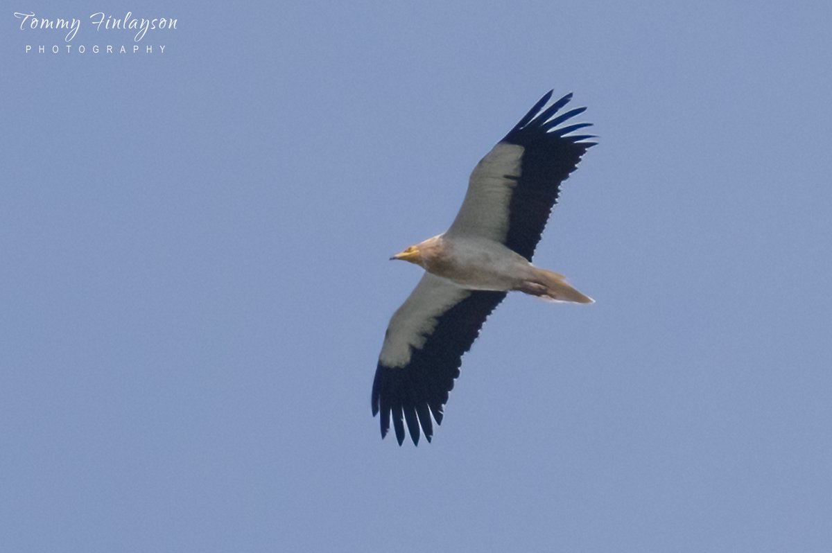 Tommy Finlayson ๐ฌ๐ง๐ฌ๐ฎ (@TommyFinlayson) on Twitter photo 2023-03-13 19:53:15 Black kite, Booted eagle, Buzzard, Egyptian vulture #Gibraltar #BirdsSeenIn2023 #birdmigration @gonhsgib @BirdingRasta #birdPhotography #birdwatching @GibraltarBirds @_BTO @Natures_Voice #TwitterNatureCommunity @Britnatureguide Black kite, Booted eagle, Buzzard, Egyptian vulture #Gibraltar #BirdsSeenIn2023 #birdmigration @gonhsgib @BirdingRasta #birdPhotography #birdwatching @GibraltarBirds @_BTO @Natures_Voice #TwitterNatureCommunity @Britnatureguide