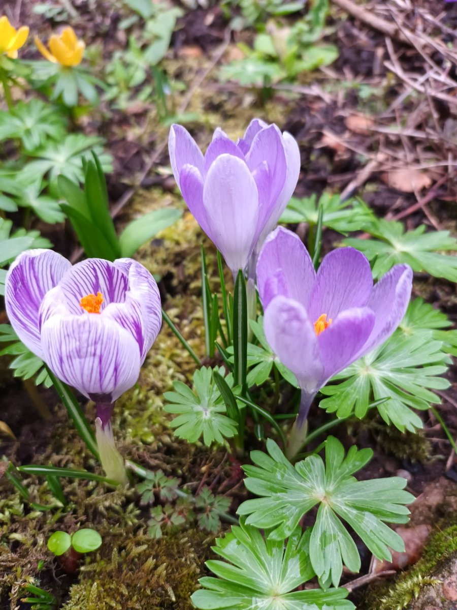 kristallnaach's tweet photo. Ist wieder #Frühling im #Gärtchen23
#Kroküsse🪻 #Winterling 🌼 #Primel https://t.co/O88wHfHsXu