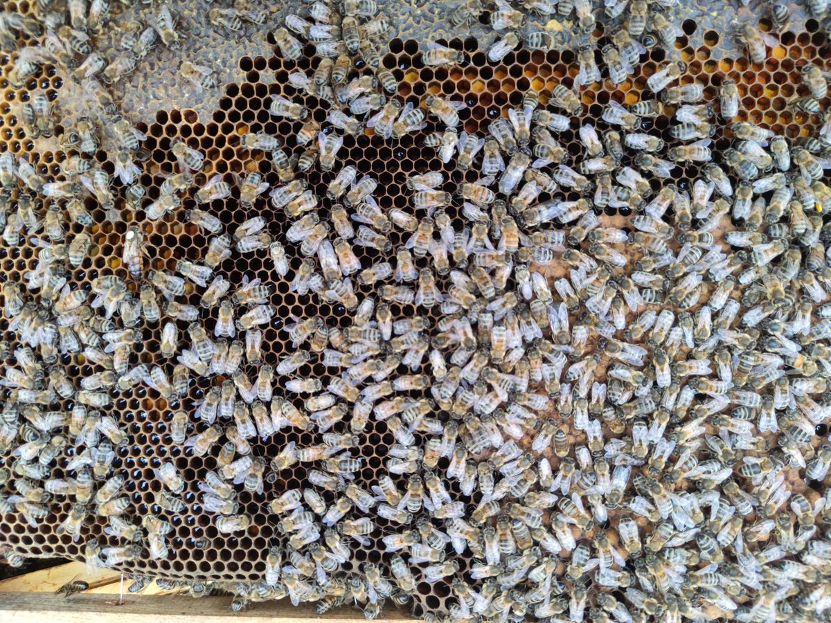 Cette semaine, c'est la reprise dans les ruchers ! On commence les visites de printemps 🤩