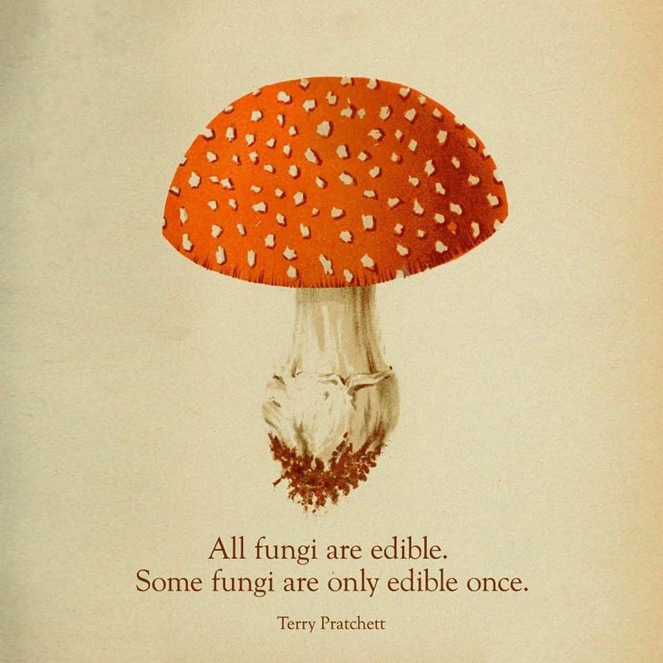 Relationships with mushrooms are cool; we eat them, they eat us.

#knowyourmushrooms #findamycologist #mycologyrules #mushlove #givethanksforfungi #fungifun #mushrooms #psilocybin #knowyourtrees #grassortrees #amanitamuscaria #deathcap #mushroomidentification #youonlydieone #yodo