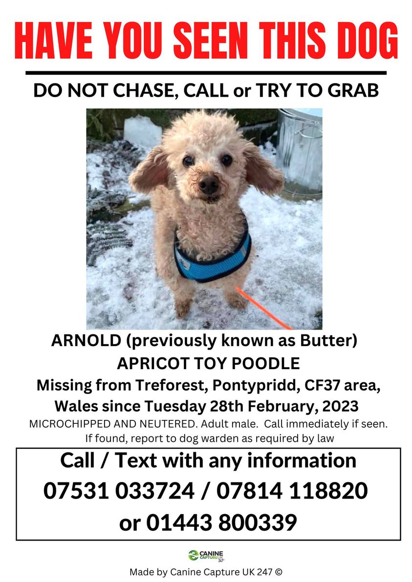 The_Animal_Team's tweet photo. Apricot #ToyPoodle #missing since 28/2/23 from #Treforest #Pontypridd #CF37 area, #Wales. Please 👀 for him & ring the numbers on the poster with any sightings. ‼️ PLEASE DO NOT CHASE/CALL/WHISTLE/SHOUT ‼️ https://t.co/XbDdF8qrgR #dogsoftwitter #MissingDog #LostDog https://t.co/ePWpkr2zSJ