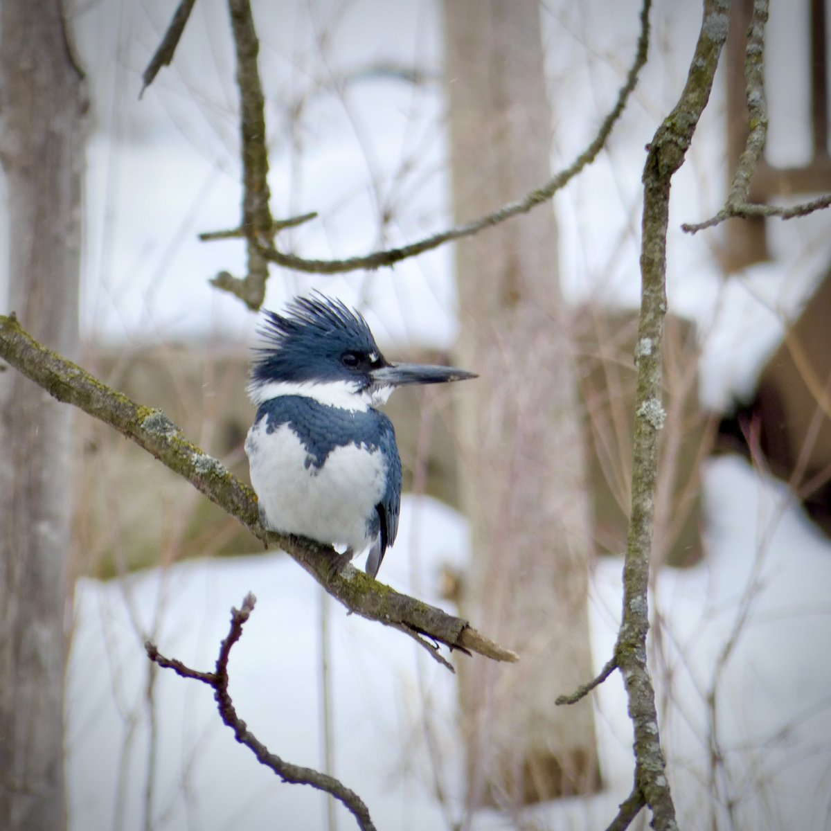 EverybodySci's tweet photo. Out for a walk with the dog today and saw a couple standing and staring at a tree. Turns out they were looking at this belted #kingfisher! #birding #birdphotography https://t.co/fZrzEr1Rei