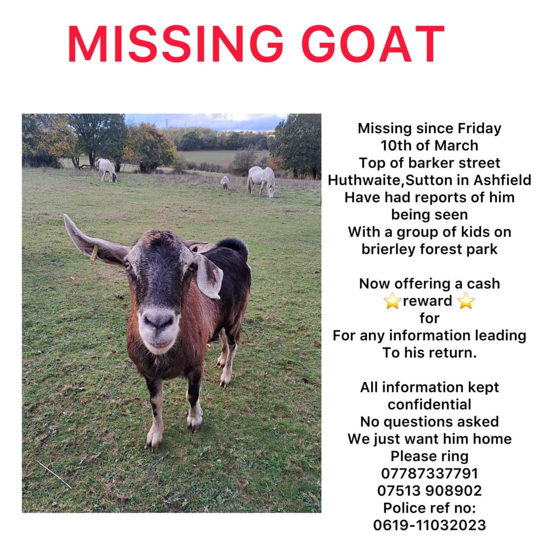 HunnyJax's tweet photo. #helpfindSeth🐐LARGE BLACK N TAN BOER GOAT Missing +Rope #Huthwaite #Notts NG17 now poss STOLEN due to sighting with Teens at BRIERLEY FOREST PARK
https://t.co/9TRLNgqH9B
🐐castrated🐐tagged
Police 101
Reward
☎️07513 907902
07787 337791
07866 026343
📧info@beautyslegacy.co.uk https://t.co/FmohSdLrPO