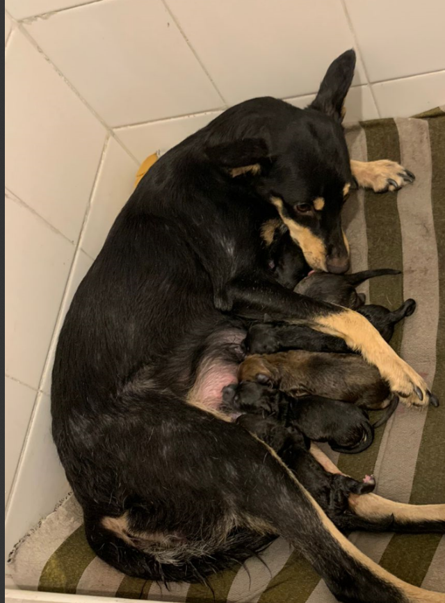 jomeishon's tweet photo. Por yo ta en rescatadera de perro ahora tengo que buscarle hogar a 8 perritos, ayudenme ahi :( https://t.co/zc7Mcidt0K