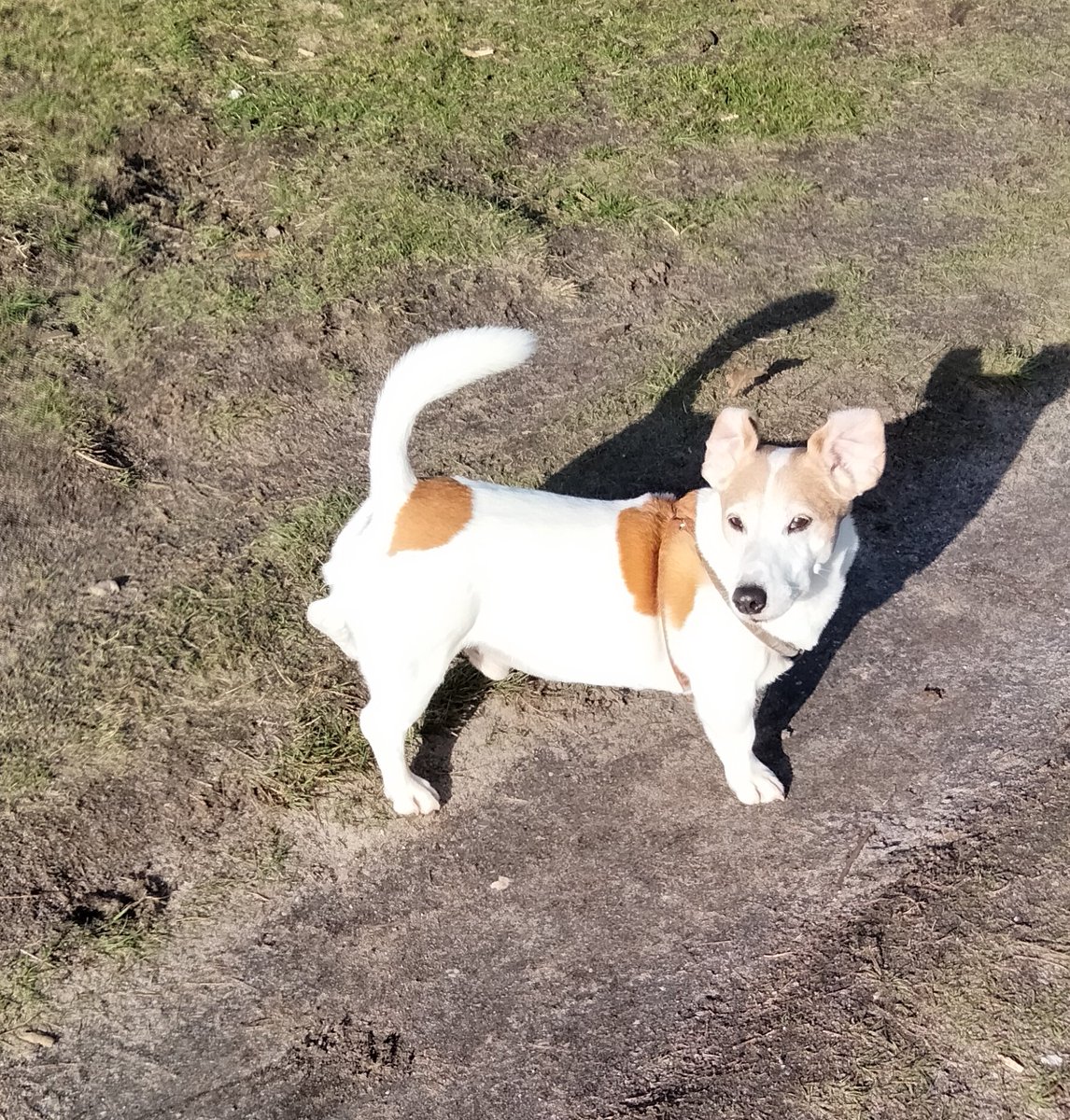 Wypy9's tweet image. Dombo imitatie niet gelukt vandaag, bleef aan de grond ☹️☹️☹️#HuntedVIPS