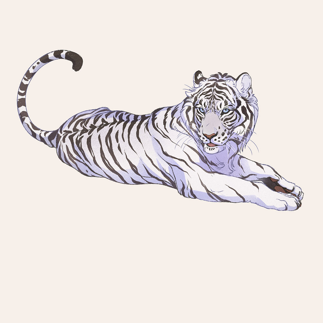 tiger no humans animal focus white background looking at viewer white tiger simple background  illustration images