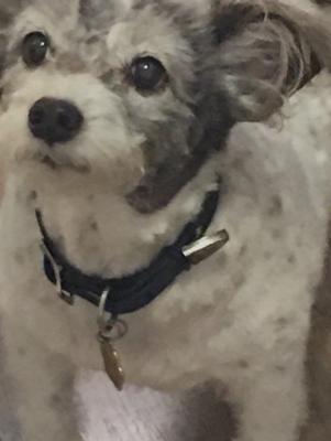Jack Russell Pics tweet media