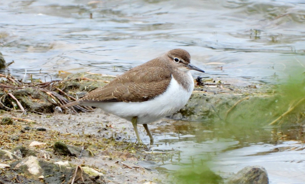 KELVINNODEN's tweet image. Took this beautiful wader  at RSPB Conwy back in 2021 its ID has always puzzled me any takers amongst you wader experts 🤔