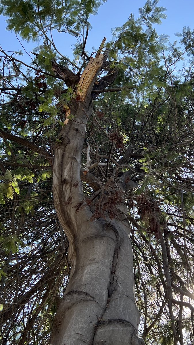 conyfera's tweet photo. @Natxes @arbopalm @RedArbolUrbano Verifique en Google Maps y no encontré presencia de trepadoras desde el 2012 (la primera foto disponible). Encontré los mismos patrones en otros ejemplares, en ramas que presentaban desganche. Por eso quería entender mejor el caso, si es una simple marca o implica algo más https://t.co/77e4Ssonam