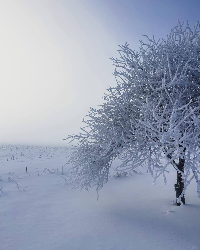 I don’t remember a winter quite like the one we’ve had this year.

The ground is so white outside the kitchen window, that sometimes I feel the need to wear sunglasses when peering through the glass. 
 
This winter has been one for the record books.
 
Ov… instagr.am/p/Cpu6AJXM8ap/