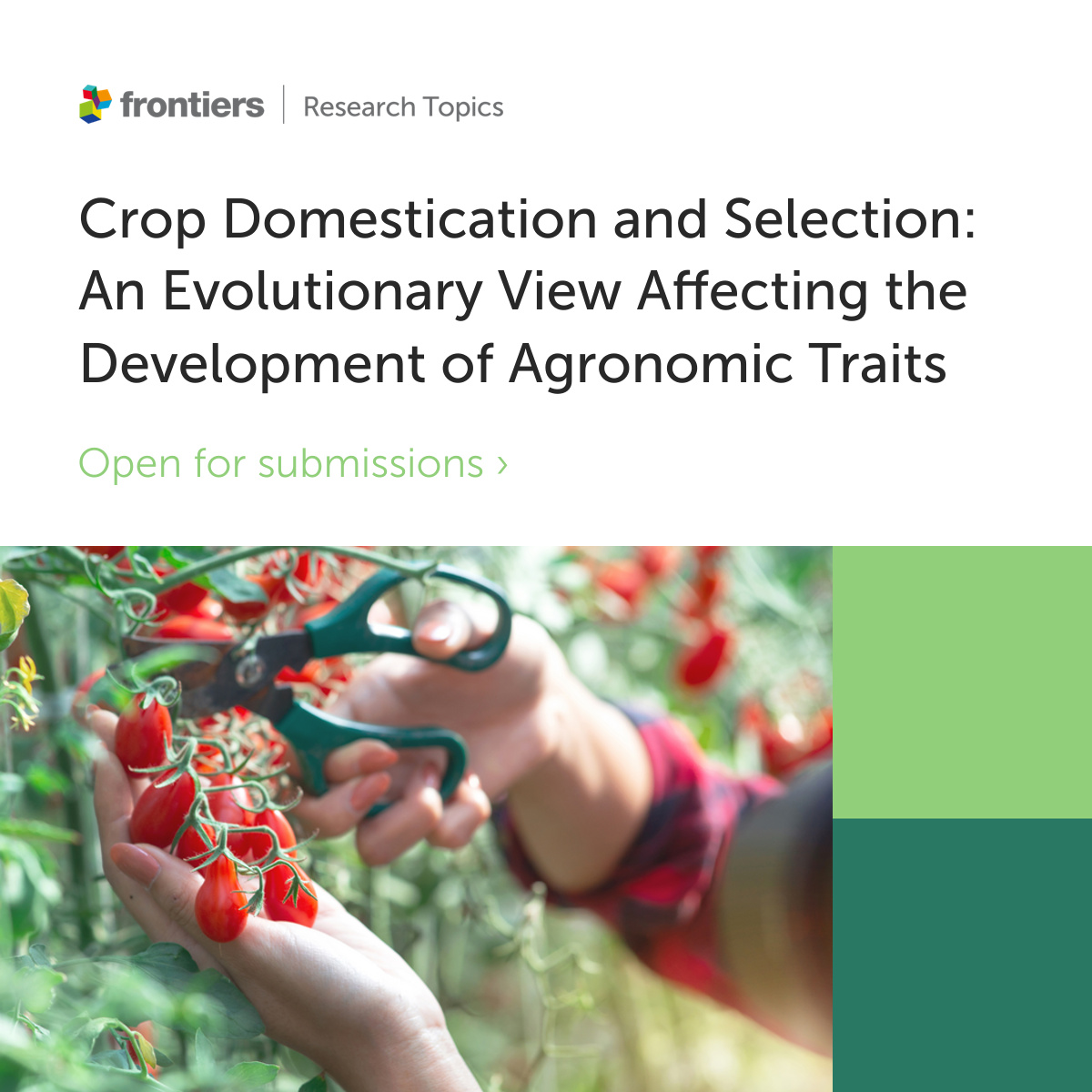 FrontPlantSci's tweet photo. Open for submissions: A Research Topic, led by Hong An (@Hong_An_ ), Li Lei (@lilei0051 ), and Tina Neik Ting Xiang (@TinaNeik ) will explore the process of crop domestication. 

Submit your abstract here ➡️
https://t.co/3ZqH8G4NwJ https://t.co/Qb0pFkjBIG
