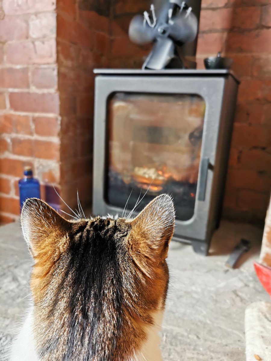 PeelyClare's tweet photo. It's only taken the stupid cat 3 months to realise the fire is her friend... Now she sits 2 foot away staring at it worshipping the heat as it melts her fur 😂🔥 https://t.co/wZiNeTvfEX