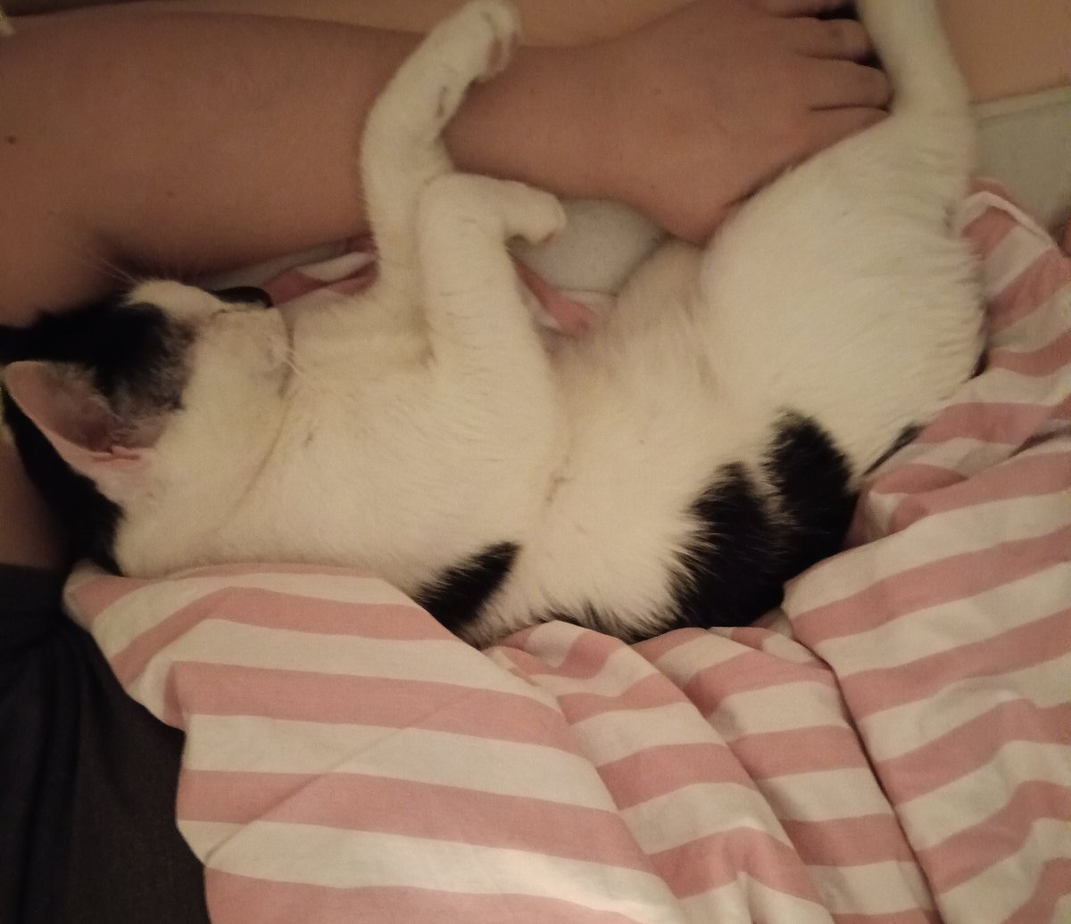avantgarter's tweet photo. here's Pipi almost two years after i found him hungry and crying on a tree. he's a very happy boy who i love with my entire heart https://t.co/AK3Tp4igvu