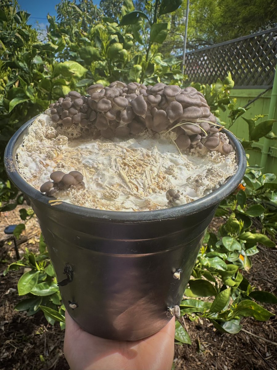GrowCR8's tweet photo. #BlueOyster #Mushrooms  in Reused Planter Pots - Progress Photos! Absolutely Remarkable! Updates To Follow 🤗 You Can Learn #HowToGrow Gourmet Mushrooms From #LiquidCultures To #FruitingBodies … See Comment Section For Links 🎦 https://t.co/e5JELU2Zfo