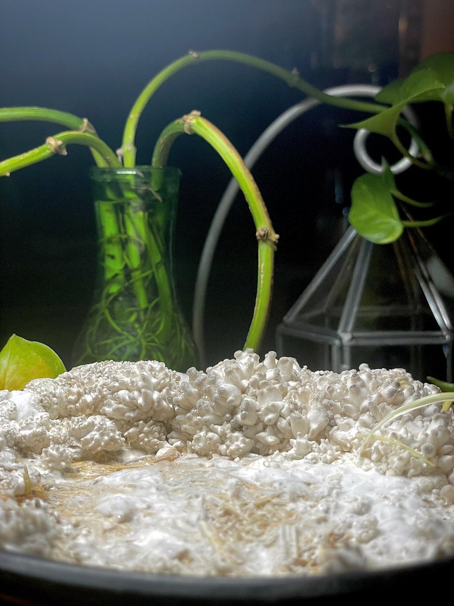 GrowCR8's tweet photo. #BlueOyster #Mushrooms  in Reused Planter Pots - Progress Photos! Absolutely Remarkable! Updates To Follow 🤗 You Can Learn #HowToGrow Gourmet Mushrooms From #LiquidCultures To #FruitingBodies … See Comment Section For Links 🎦 https://t.co/e5JELU2Zfo
