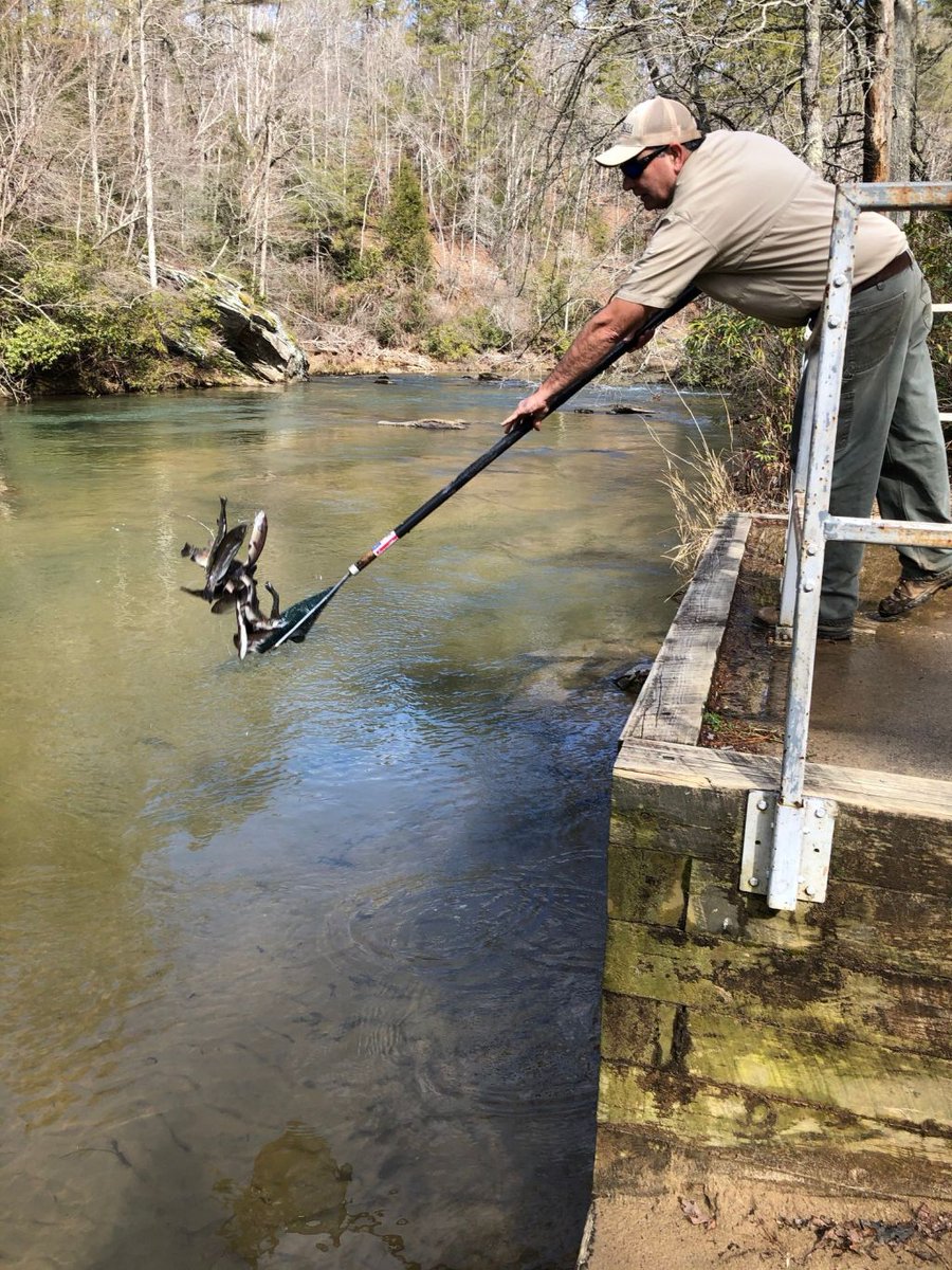 DNR Wildlife on Twitter "Our hatcheries are loaded down with