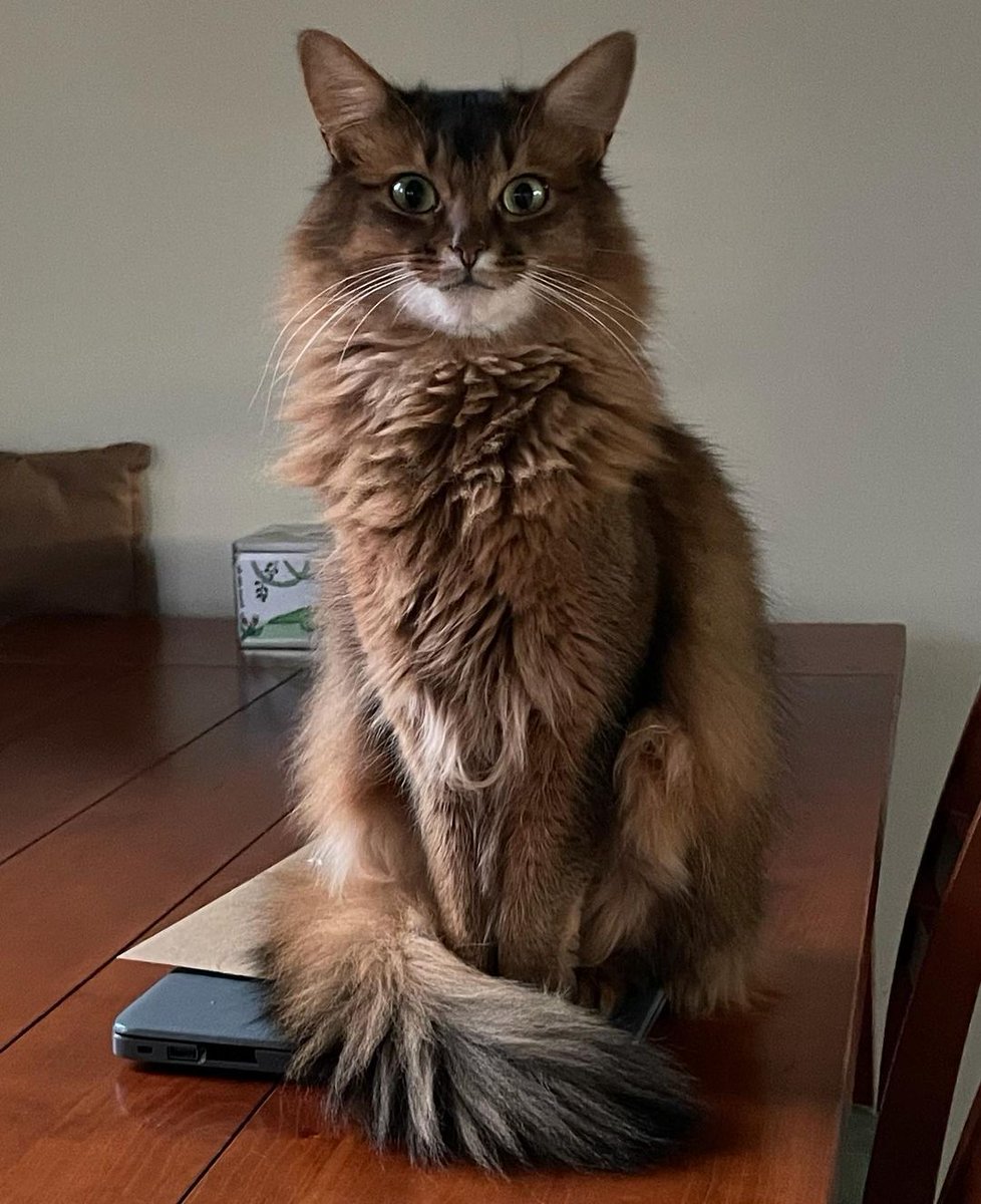 coolmainecoon1's tweet photo. RT
Happy Foxy Friday!🦊 It is snowing today combined with strong winds🌬🌨 So time to get cosy in front of the fireplace🔥 https://t.co/gFIhXn4Kj1