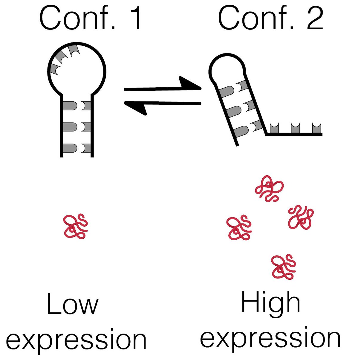 RNA folding affects gene expression, but this link is not well explored in Eukaryotes. We researched RNA structural switches and discovered hundreds of them in the human transcriptome. We even visualized some of their 3D folds with CryoEM. Thread below: biorxiv.org/content/10.110…