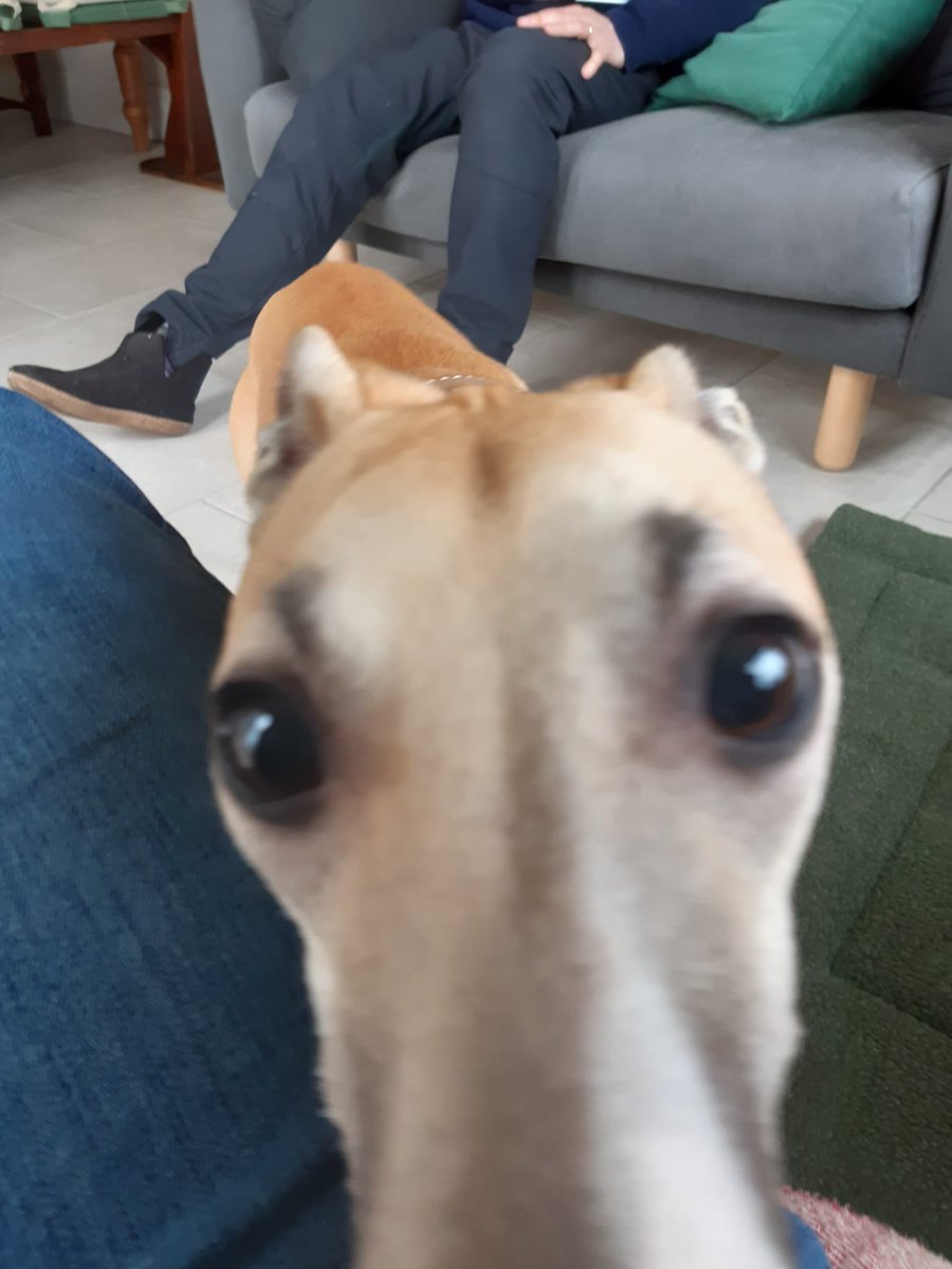 QurlyR6's tweet photo. Finally got a dog.... welcome Monty https://t.co/f3z1vMkfWw