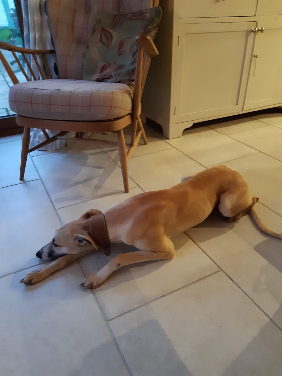QurlyR6's tweet photo. Finally got a dog.... welcome Monty https://t.co/f3z1vMkfWw