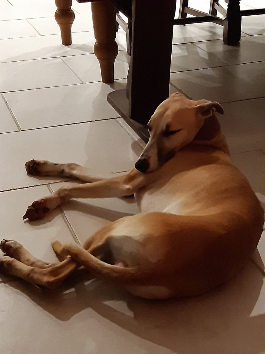 QurlyR6's tweet photo. Finally got a dog.... welcome Monty https://t.co/f3z1vMkfWw