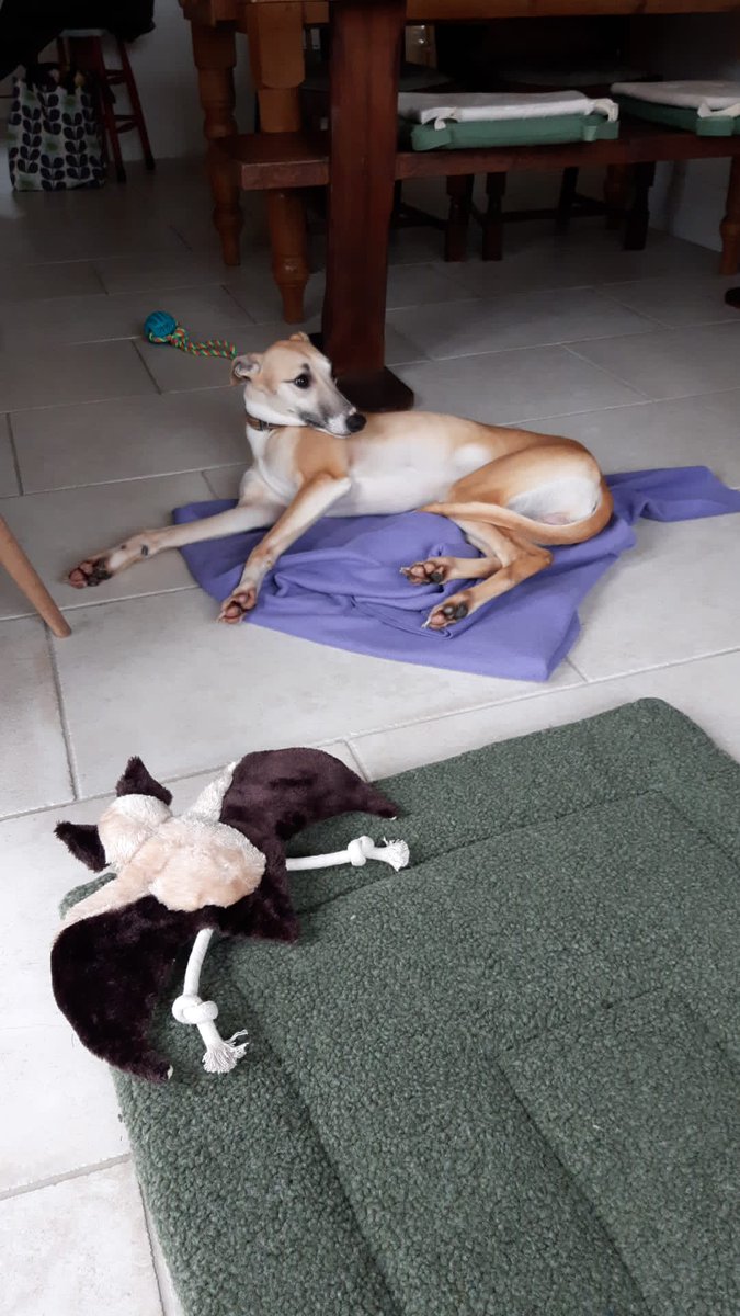 Finally got a dog.... welcome Monty