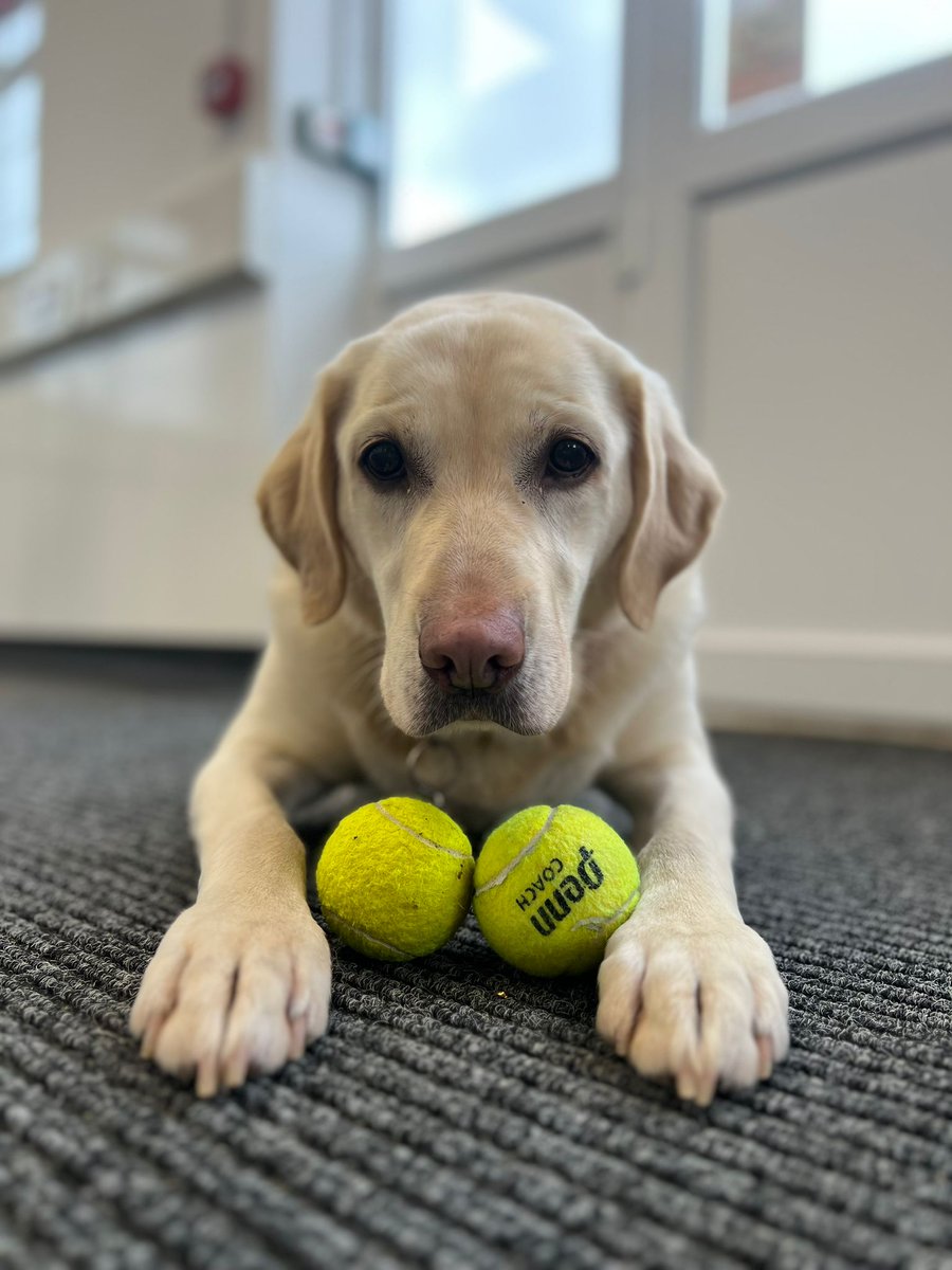 Medical Detection Dogs tweet media