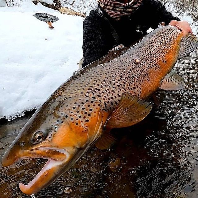 Jeff44466963's tweet photo. If you're going to target trout, particularly wild trout, it’s important to take as many precautions as possible to ensure.
Check out full post here: https://t.co/J4ePJxScYK
 #fishingboat #BuschSpringCleaning #fishing #trout #Drake #fishingline #troutline https://t.co/y39vKQTBIV