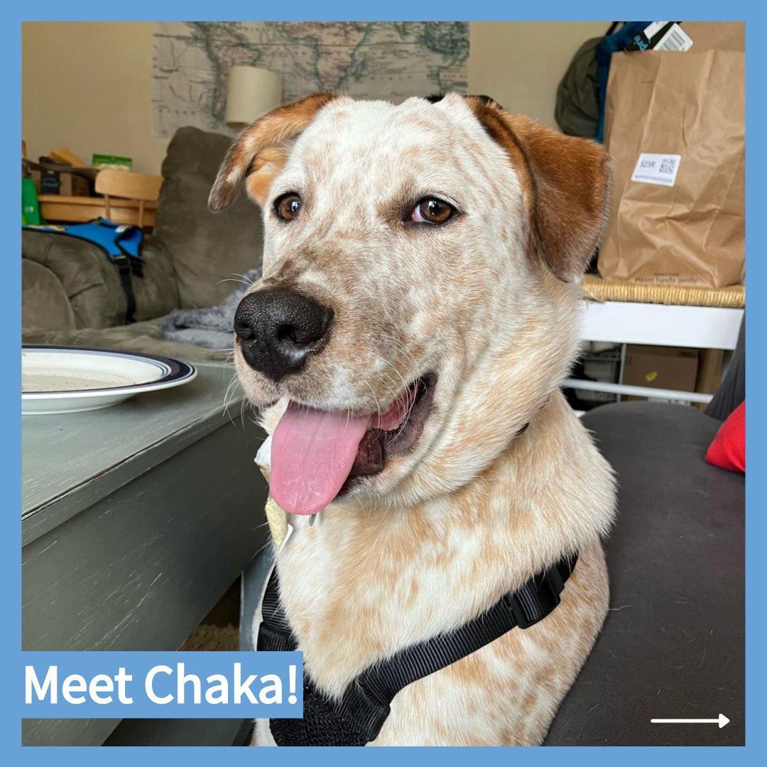 CityDogsRescue's tweet photo. Meet adoptable Chaka!
Chaka has a golden retriever personality (pupsonality?) in a freckled, mixed breed body!
Learn more about Chaka today: https://t.co/CI0ly7hXbp 🐾
#DCDogs #DogsofDC #AdoptChaka #AustrailianCattleDog https://t.co/n1ZrrVSGuh