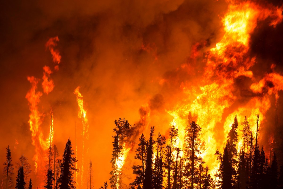 #ElDato
Los incendios forestales generan hasta un tercio de las emisiones de carbono de los ecosistemas globales, un fenómeno que exacerba el cambio climático 🌳🔥😰
Vía: Naciones Unidas
