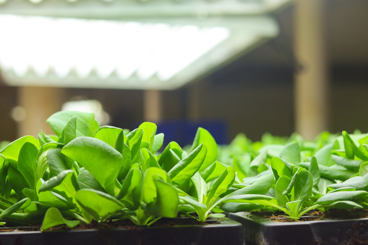 hungertaskforce's tweet photo. "Lettuce" celebrate spring a little early! These #lettuce seedlings are growing indoors at the #HungerTaskForceFarm and will soon be transplanted in our hoop houses – this means fresh #greens on the table for local families by spring. https://t.co/3hRW8oNCmg