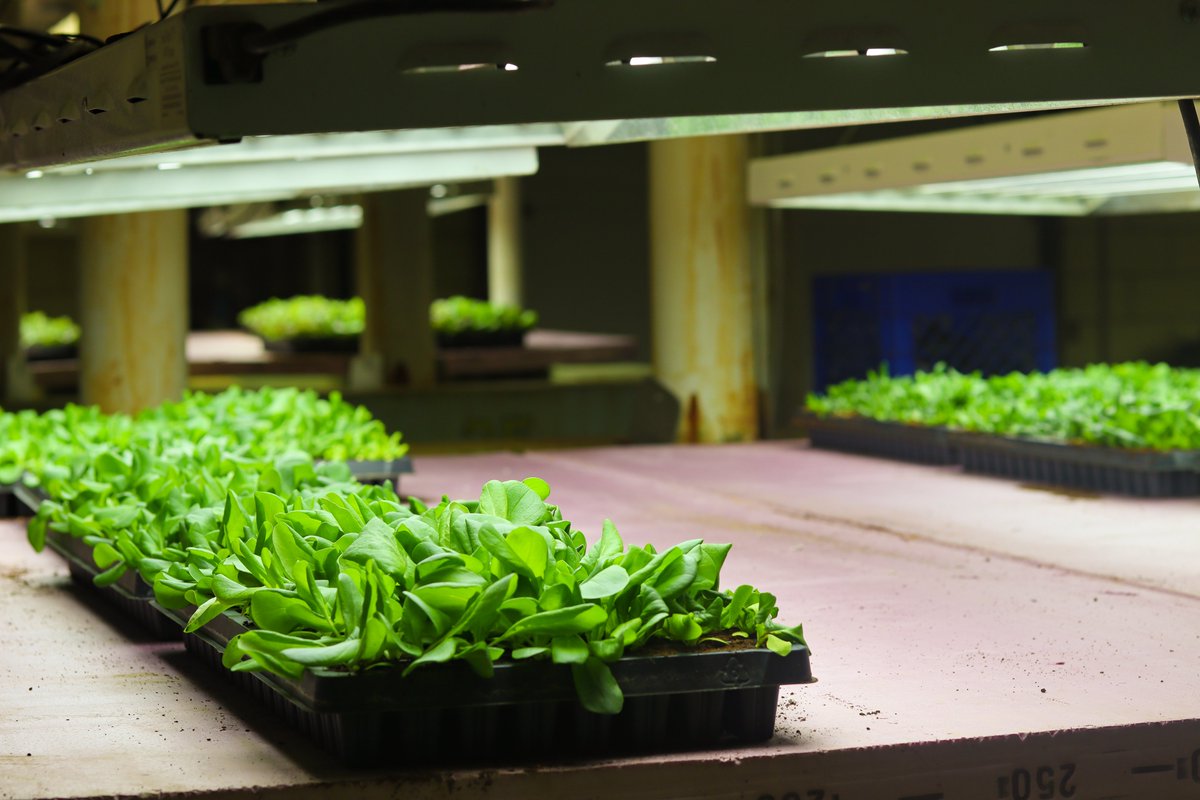 hungertaskforce's tweet photo. "Lettuce" celebrate spring a little early! These #lettuce seedlings are growing indoors at the #HungerTaskForceFarm and will soon be transplanted in our hoop houses – this means fresh #greens on the table for local families by spring. https://t.co/3hRW8oNCmg