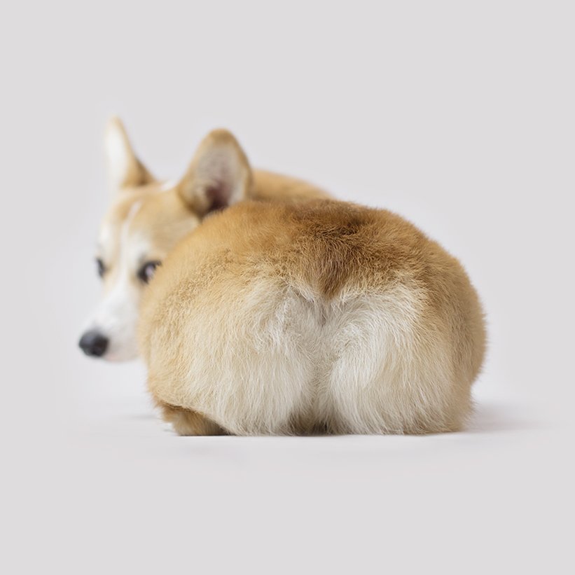 Butterfly12T's tweet photo. Here is a cute corgi butt for #MomoMonday 🍑🍞
Look back at it 🤭
#corgi #corgibutt #corgilove https://t.co/k0U96W4BHP