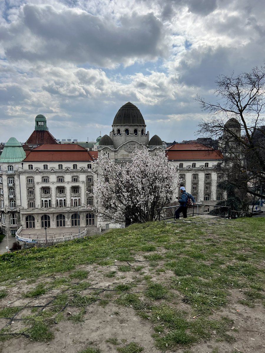 mfoodandtravel's tweet photo. Budapest in #spring #blossom @VisitBudapest @welovebudapest #libertybridge https://t.co/PIyZcGX1xq