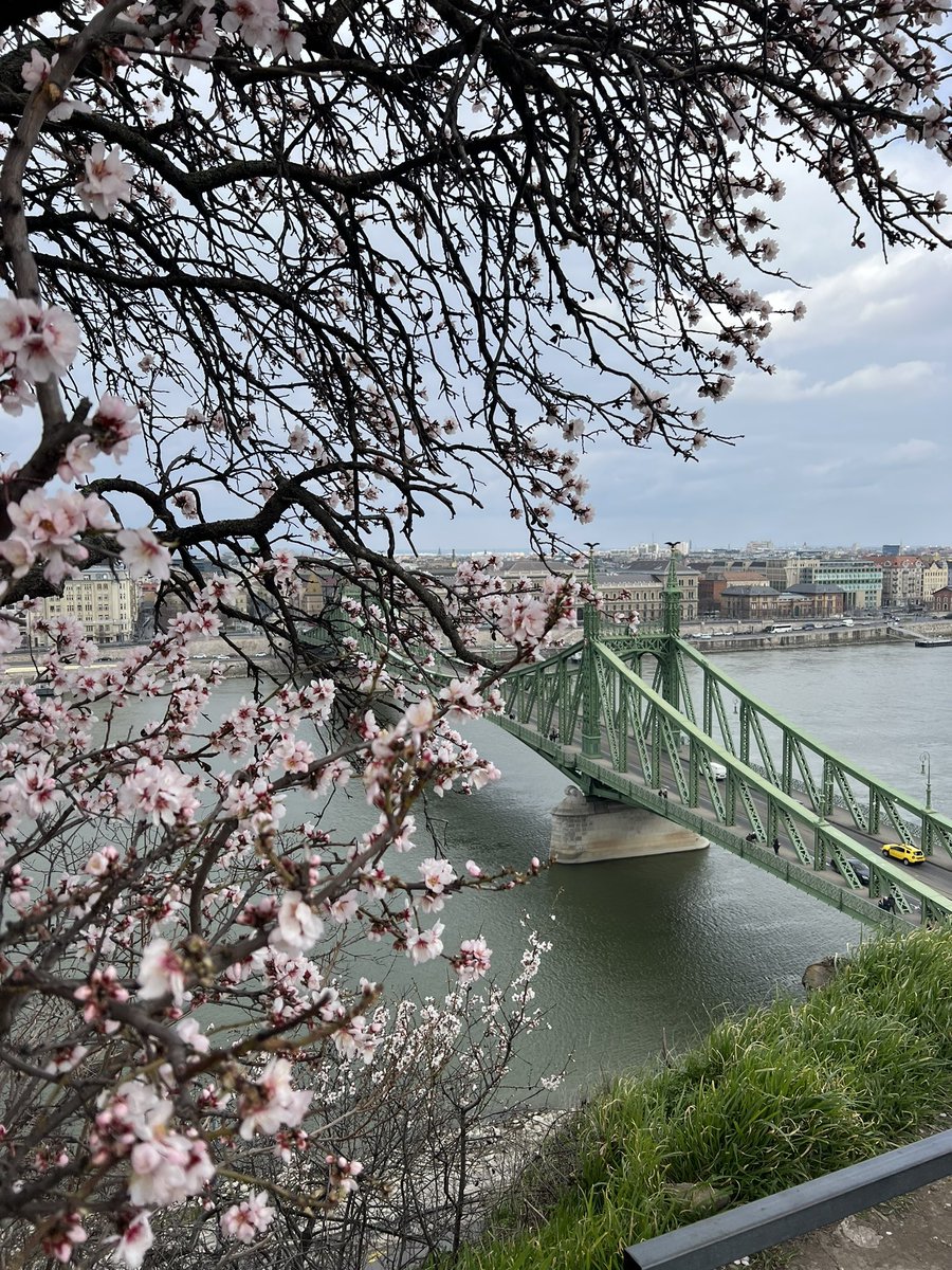 mfoodandtravel's tweet photo. Budapest in #spring #blossom @VisitBudapest @welovebudapest #libertybridge https://t.co/PIyZcGX1xq