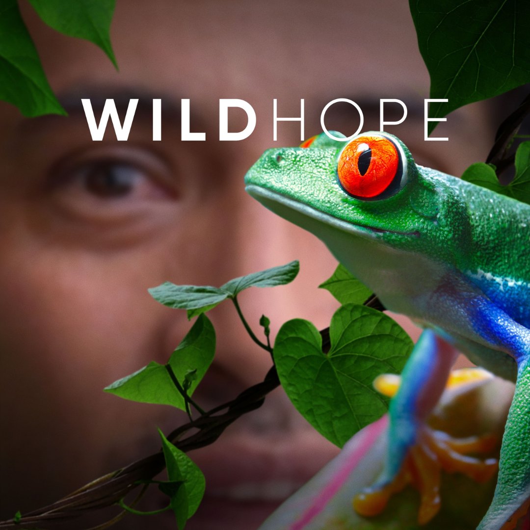 dceff_org's tweet photo. Monday, March 20: Join us and @TangledBankHHMI for a special free sneak peek at two unreleased episodes from the new series WILD HOPE. Learn more &amp; RSVP here: https://t.co/tj2bZvREO1 #DCEFF https://t.co/DVRJSqjJte