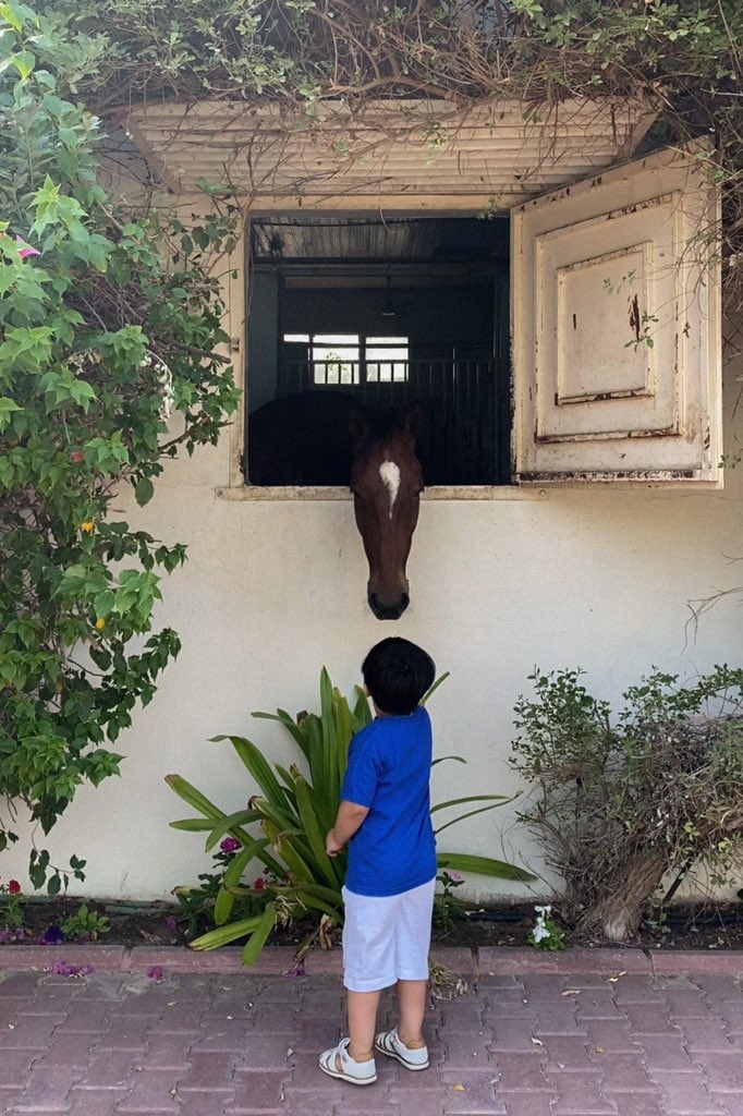 حياة الخَيل🐎. (@_horselife) on Twitter photo 