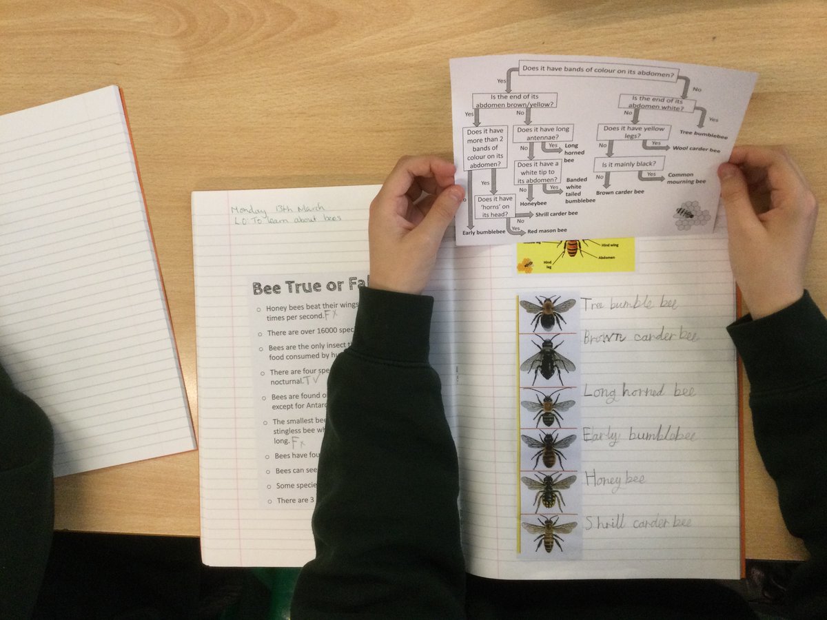 burlingtonjnr's tweet photo. For @ScienceWeekUK, our school is deciding which animal is #themostimportantanimalofall, launching with a webinar from the author of the book  @pennyworms. Year 6’s have chosen to research #bees - tomorrow we will have a webinar with @BumblebeeTrust for our week on bees. https://t.co/o0rnJ9bEEF