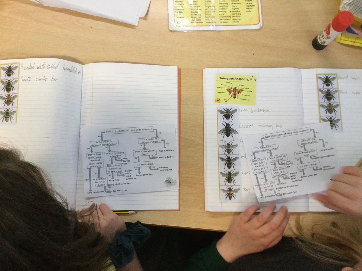 burlingtonjnr's tweet photo. For @ScienceWeekUK, our school is deciding which animal is #themostimportantanimalofall, launching with a webinar from the author of the book  @pennyworms. Year 6’s have chosen to research #bees - tomorrow we will have a webinar with @BumblebeeTrust for our week on bees. https://t.co/o0rnJ9bEEF
