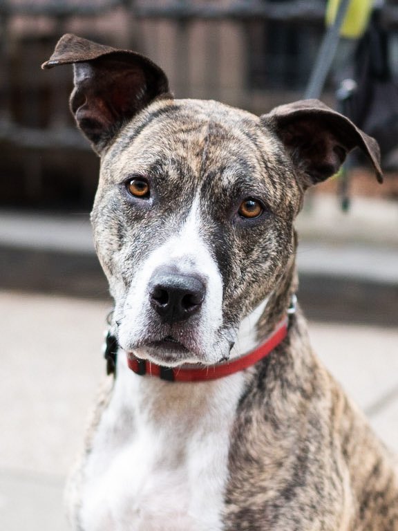 thedogist's tweet image. Duchess, Pit Bull mix (10 y/o), Hicks &amp;amp; Pierrepont St., Brooklyn, NY • “We got her at nine months with three legs. She’s lazy and she loves being belly to the audience on the couch.” A rescue via @nyanimalrescue