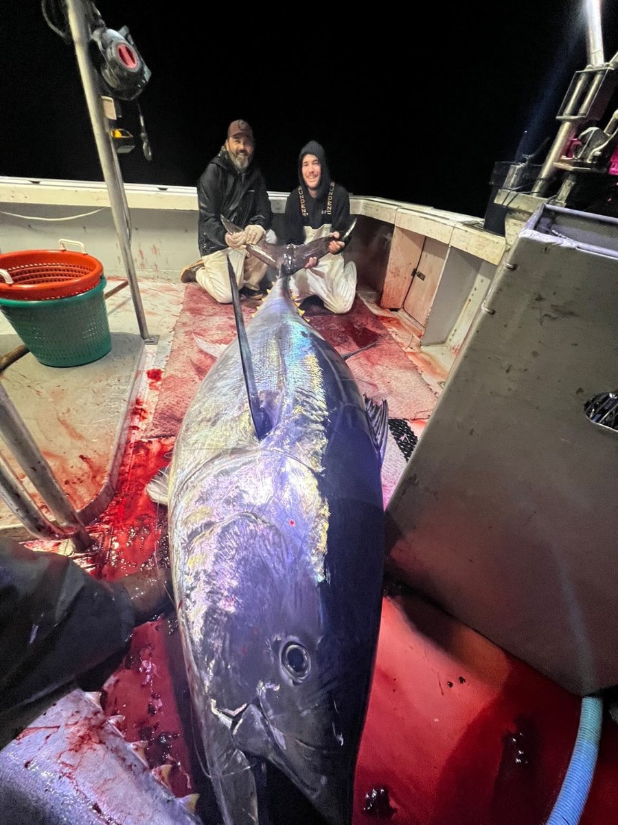 tunasinthebox's tweet photo. We cover a lot of bluefinning on this page, but we have yet to cover longline fishing for bluefins. On one particular February night, @blbancroft252 and the crew of the F/V Hardway had over 30 bent hooks and 30 snapped leaders. They killed 4 including this 111 incher. https://t.co/2pcxFAWdhI