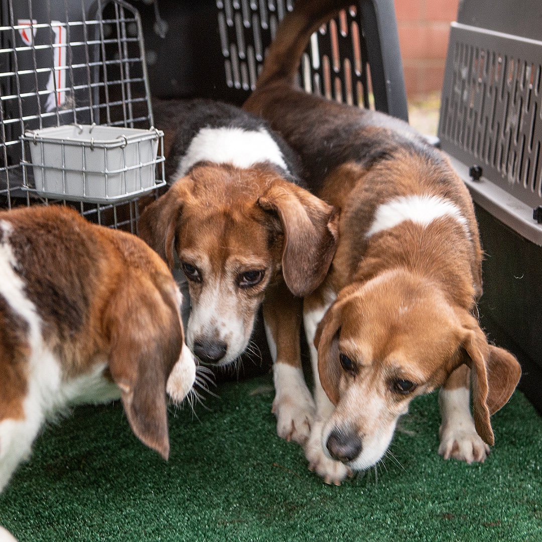 Beagle Freedom Project (@beaglefreedom) on Twitter photo Here are some incredible moments from our latest rescue. This was an expensive rescue of mostly older beagles. Pls consider donating 2 give these souls the best chance at a healthy life. bfp.org/donate
Venmo & CashApp: <a href="/beaglefreedom/">Beagle Freedom Project</a>
Paypal: paypal.me/rescueproject Here are some incredible moments from our latest rescue. This was an expensive rescue of mostly older beagles. Pls consider donating 2 give these souls the best chance at a healthy life. bfp.org/donate
Venmo & CashApp: <a href="/beaglefreedom/">Beagle Freedom Project</a>
Paypal: paypal.me/rescueproject