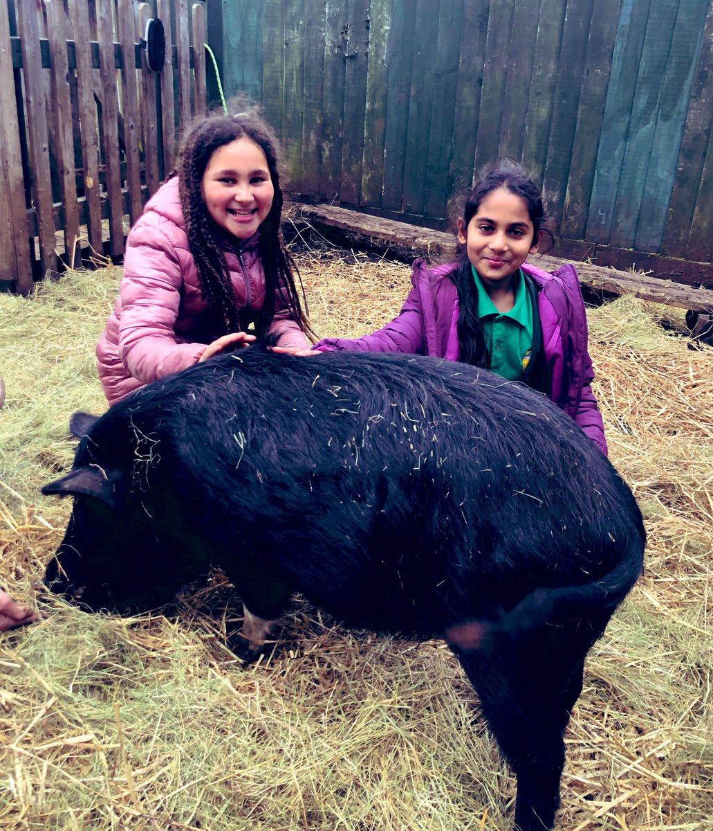 WatersidePigs's tweet photo. Some piggy fun this afternoon β€οΈπ½π·π #happypigslearn https://t.co/ZIZ9AKexoW
