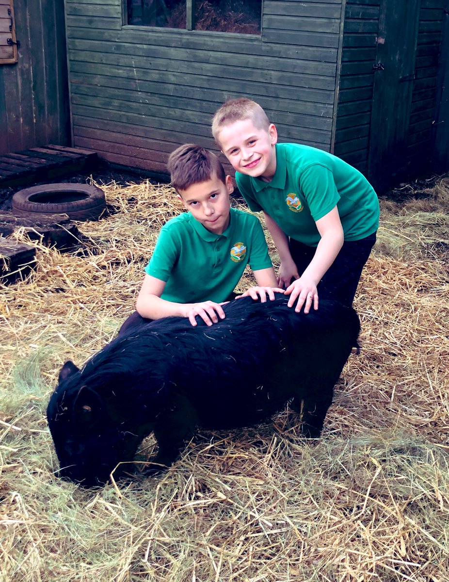 WatersidePigs's tweet photo. Some piggy fun this afternoon β€οΈπ½π·π #happypigslearn https://t.co/ZIZ9AKexoW
