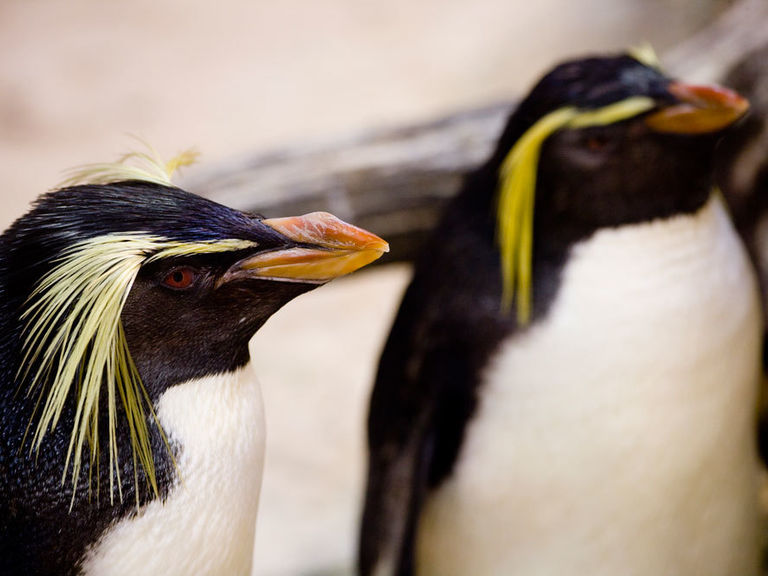 Cape Town Active (@capetown_active) on Twitter photo Rock hopper penguins hopping around like they own the place at <a href="/2OceansAquarium/">Two Oceans Aquarium</a> Give these little dudes a visit.
π§ capetownactive.co.za/listing/two-ocβ¦
#capetownactive #twooceansaquarium #penguin #rockhopperpenguin #CapetownMoments #CapeTownIsBeautiful #CapeTownIsWaiting Rock hopper penguins hopping around like they own the place at <a href="/2OceansAquarium/">Two Oceans Aquarium</a> Give these little dudes a visit.
π§ capetownactive.co.za/listing/two-ocβ¦
#capetownactive #twooceansaquarium #penguin #rockhopperpenguin #CapetownMoments #CapeTownIsBeautiful #CapeTownIsWaiting