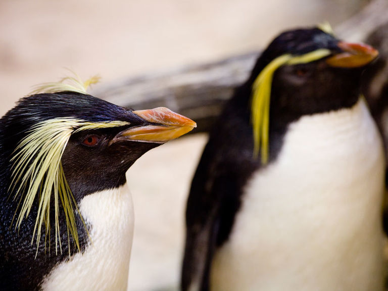 Rock hopper penguins hopping around like they own the place at @2OceansAquarium Give these little dudes a visit. 

🐧 capetownactive.co.za/listing/two-oc…

#capetownactive #twooceansaquarium #penguin #rockhopperpenguin #CapetownMoments #CapeTownIsBeautiful #CapeTownIsWaiting