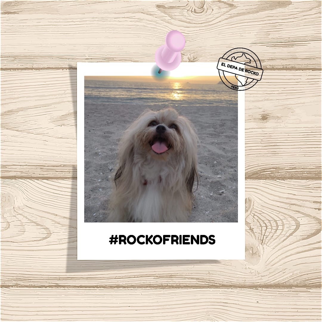 Eldepaderocko's tweet photo. Gracias por la visita RockoFriends! 💕🐶🏠
#RockoFriends #ElDepadeRocko
#Startup #Alquiler #PetFriendy #Vacaciones #PuntaHermosa #Barranco #Lima #Proptech #Mascotas #PetFriendly #Viaje #catlover #doglover #Playas #Perú #DepartamentoPetFriendly
#Dondetumejoramigoesbienvenido https://t.co/Ok0tESdSNp